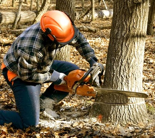 Arborist assessing tree health in North Carolina